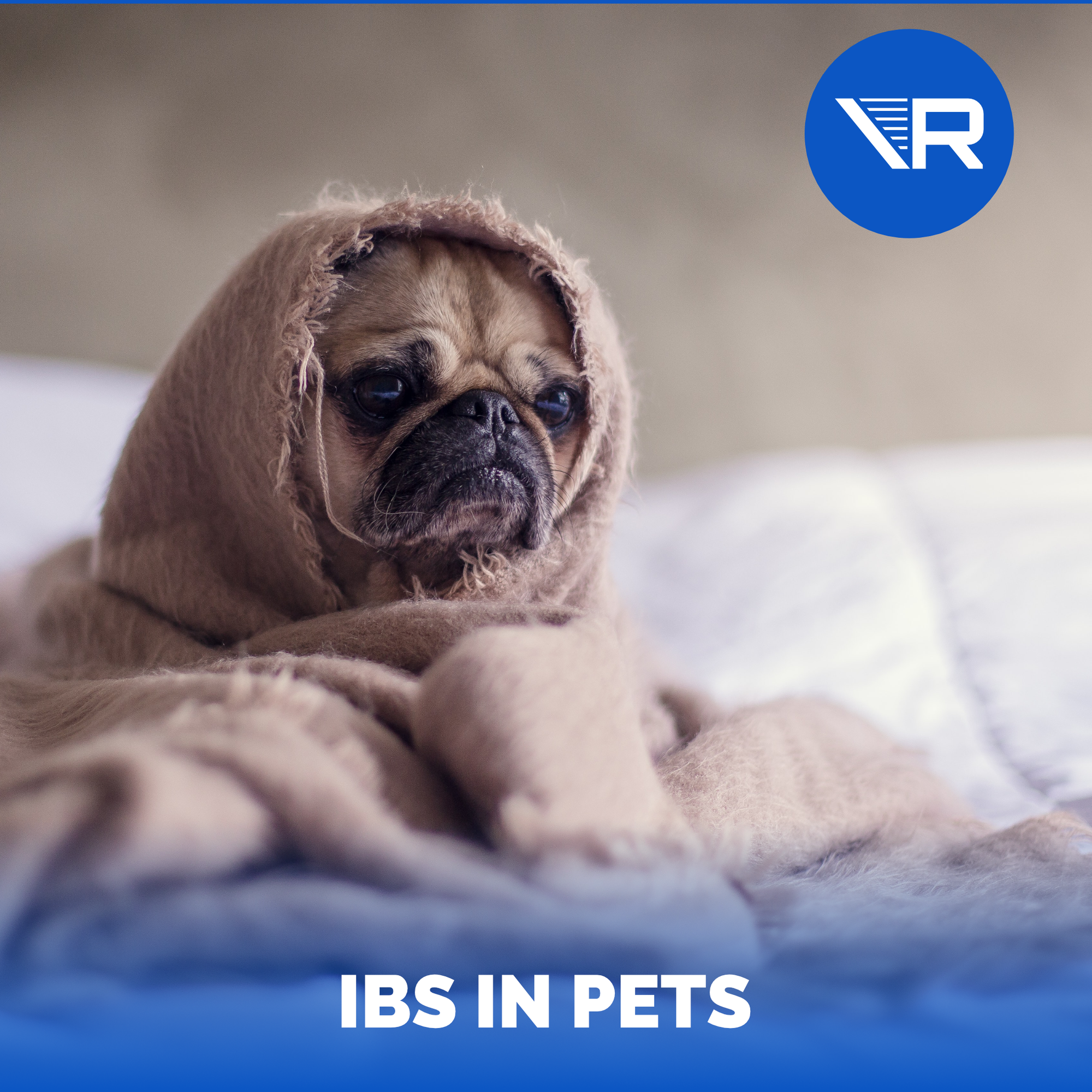 IBS in Dogs and Cats